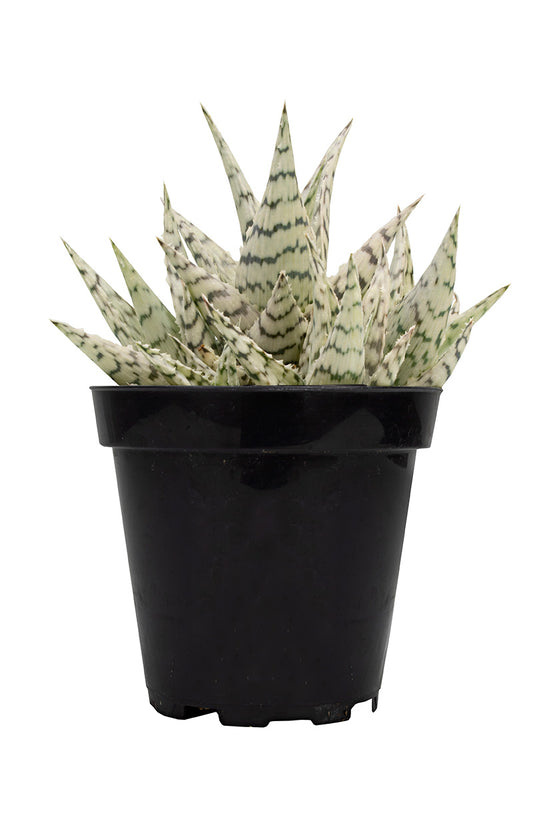 Aloe Blizzard Unique Live Succulent Plant