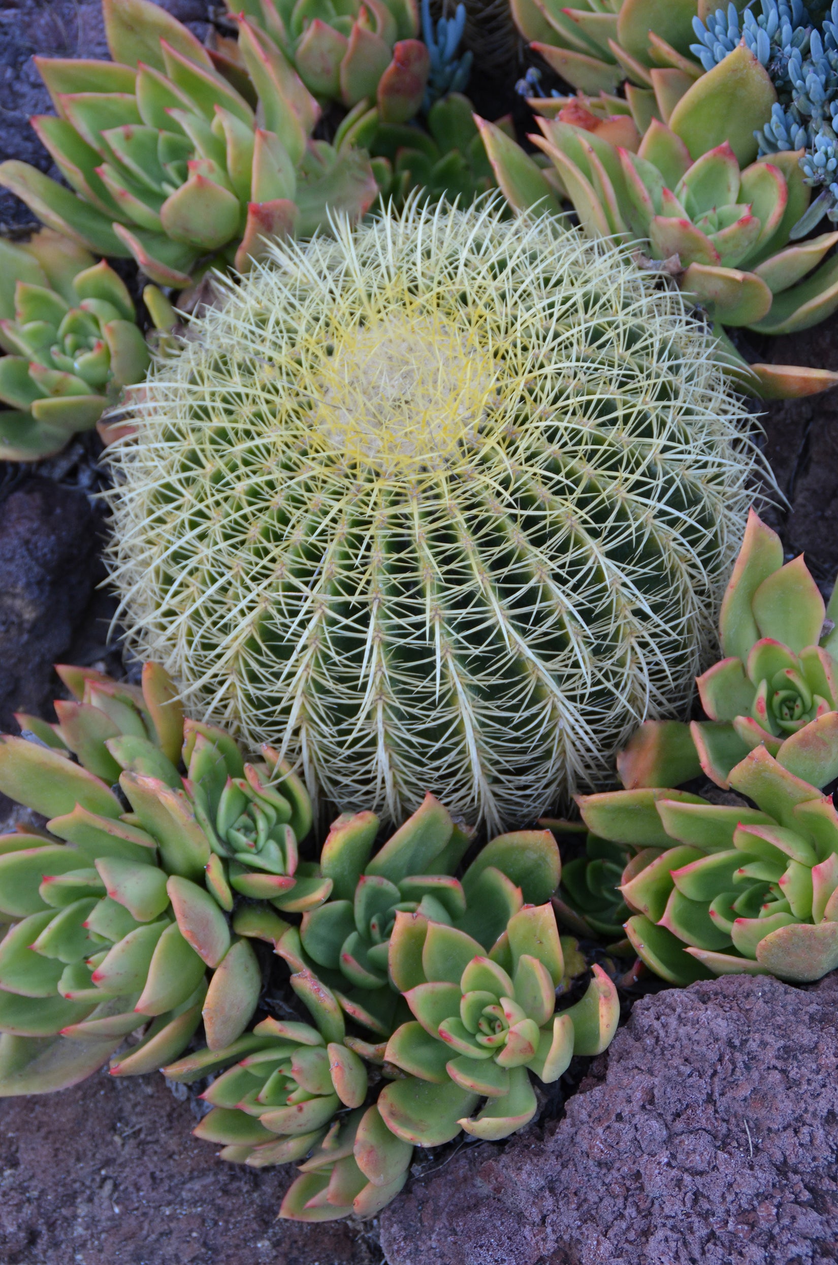 Echinocactus grusonii “Golden Barrel Cactus”
