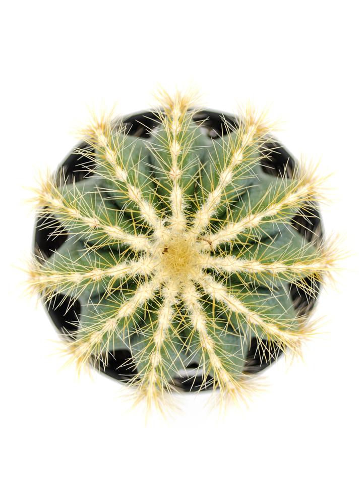 Notocactus magnificus "Balloon Cactus"