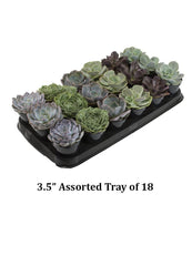 Wedding Rosette Tray