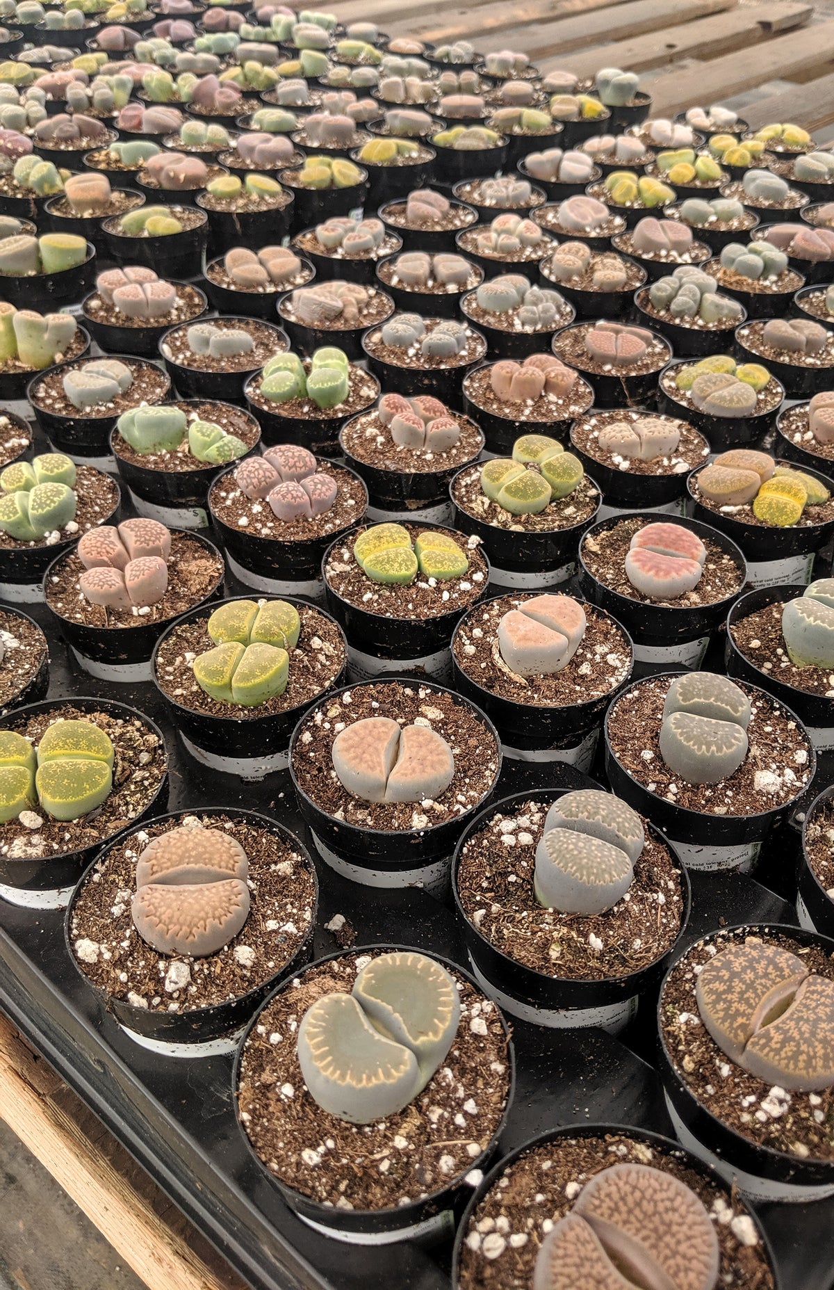 Lithops succulent with stone-like rounded foliage