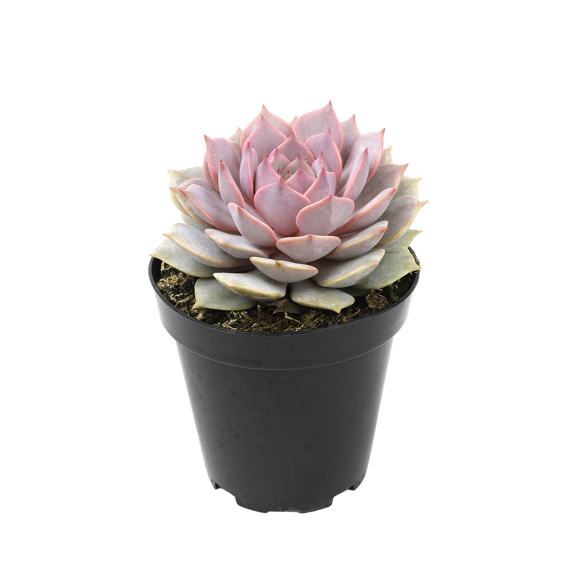 Echeveria Pink Diamond Live Succulent with Compact Rosette Foliage