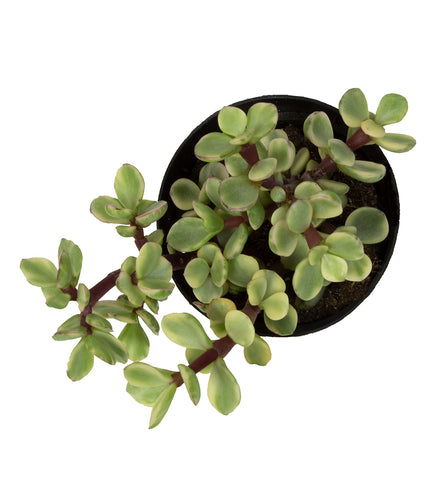 Firewise™  Portulacaria afra ‘Variegata’ “Rainbow Elephant Bush”