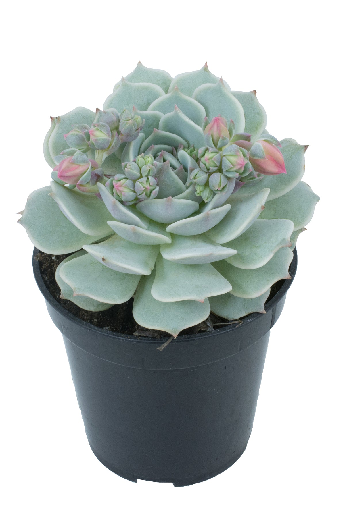 Echeveria derenbergii live succulent plant for indoor décor