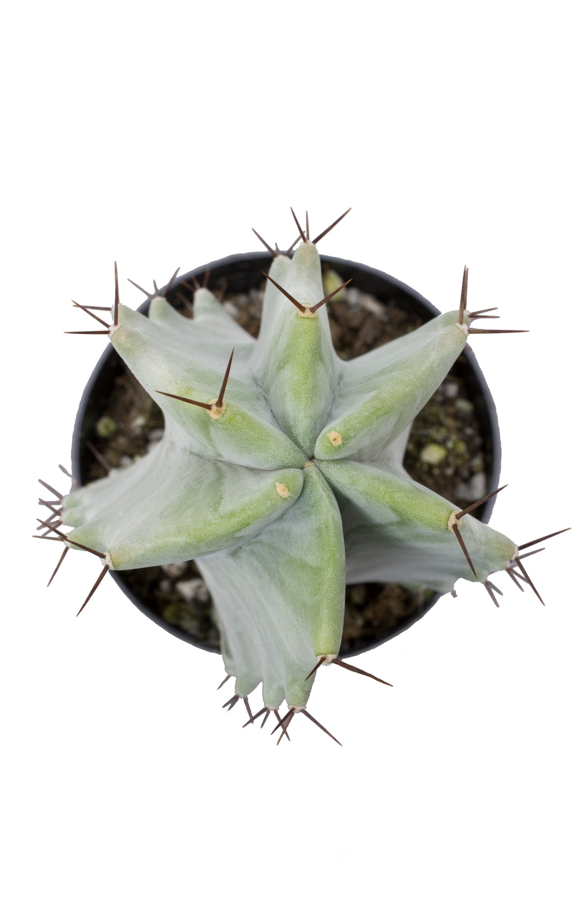 Gray Ghost Organ Pipe Cactus for Rare Succulent and Cactus Collections