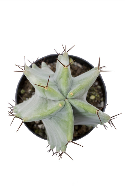 Gray Ghost Organ Pipe Cactus for Rare Succulent and Cactus Collections