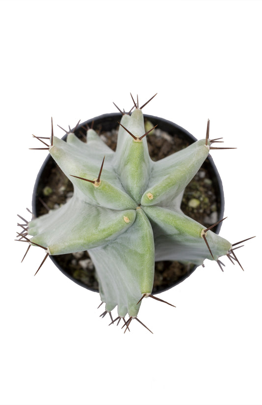 Gray Ghost Organ Pipe Cactus for Rare Succulent and Cactus Collections