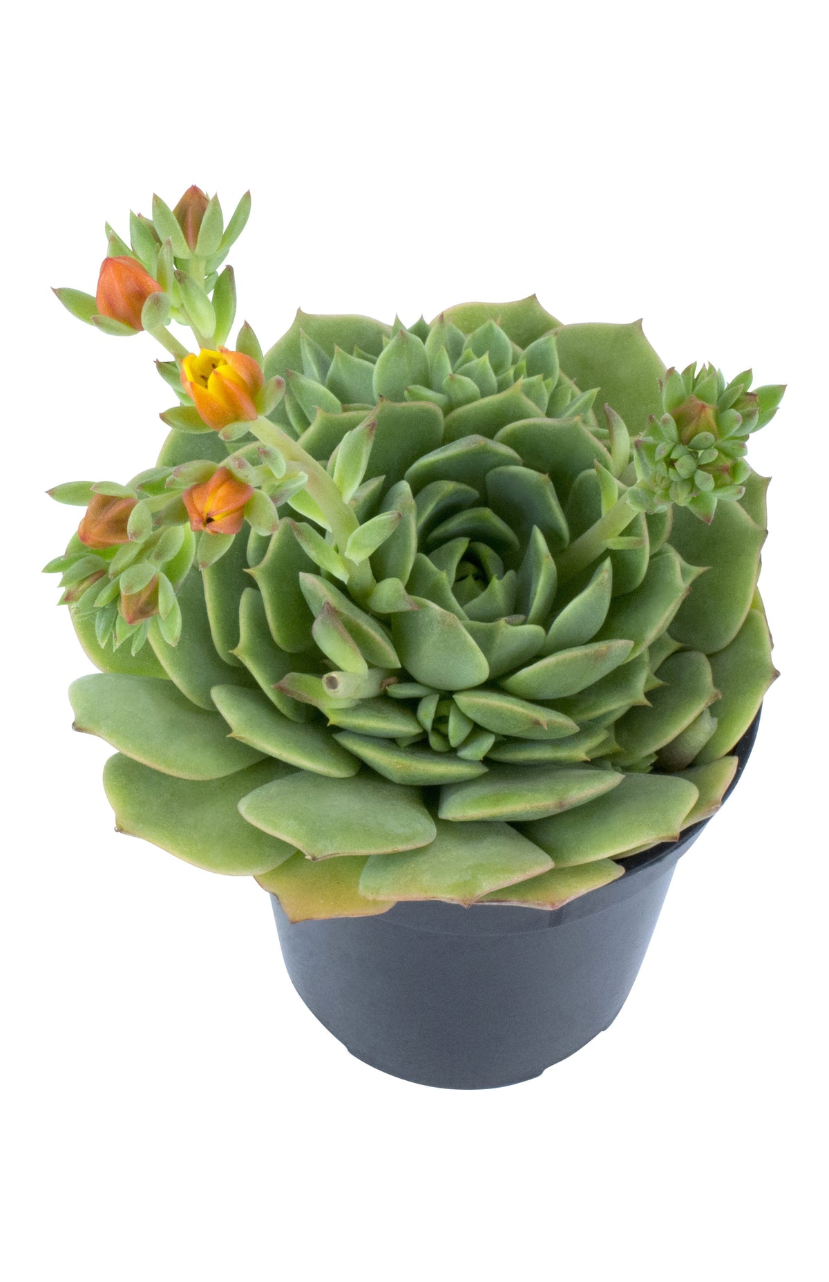Echeveria ‘Ramillete’ rosette succulent plant