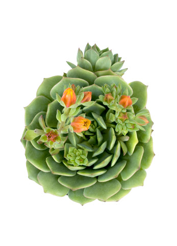 A compact Echeveria 'Ramillete' plant with apple-green hybrid leaves and profuse racemes of bell-shaped tangerine flowers with red tips.