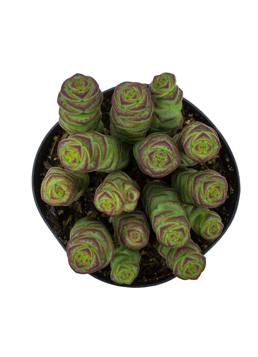 A potted Crassula 'Baby's Necklace' plant with small, rounded, fleshy green leaves arranged in a tight spiral pattern.