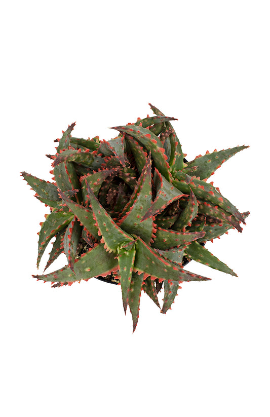 Aloe Christmas Sleigh Live Succulent with Striking Rosette Foliage