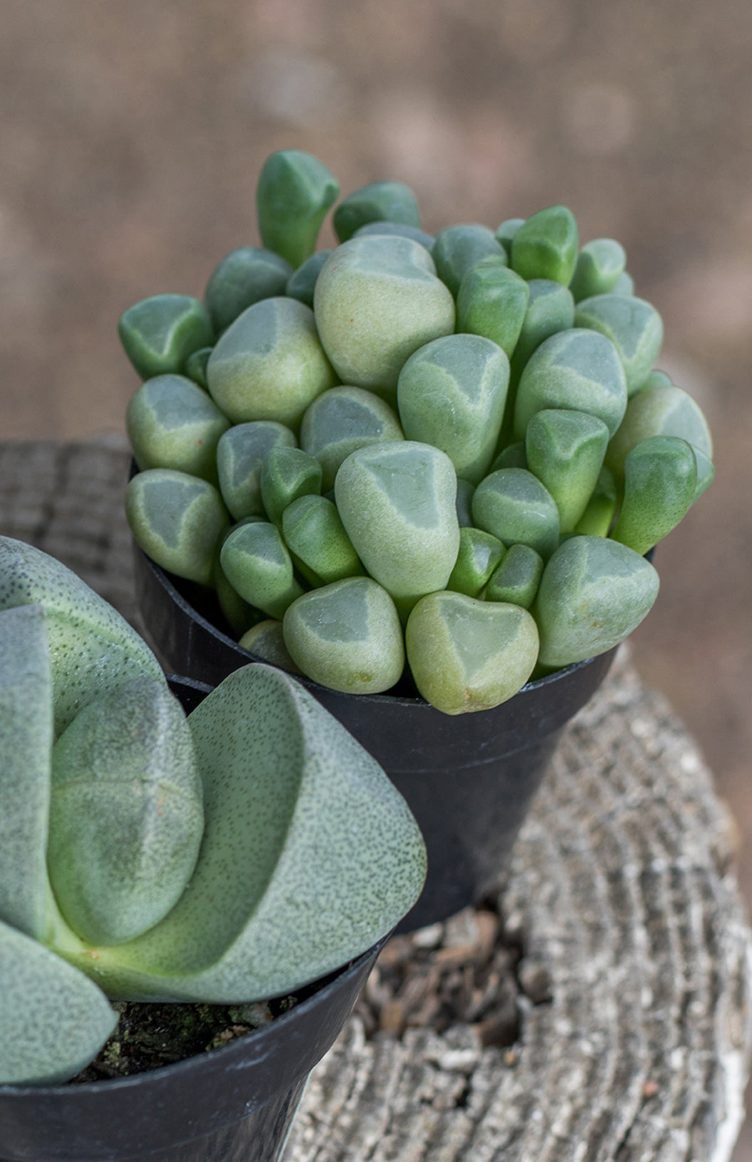 Baby Toes succulent plant in a nursery pot