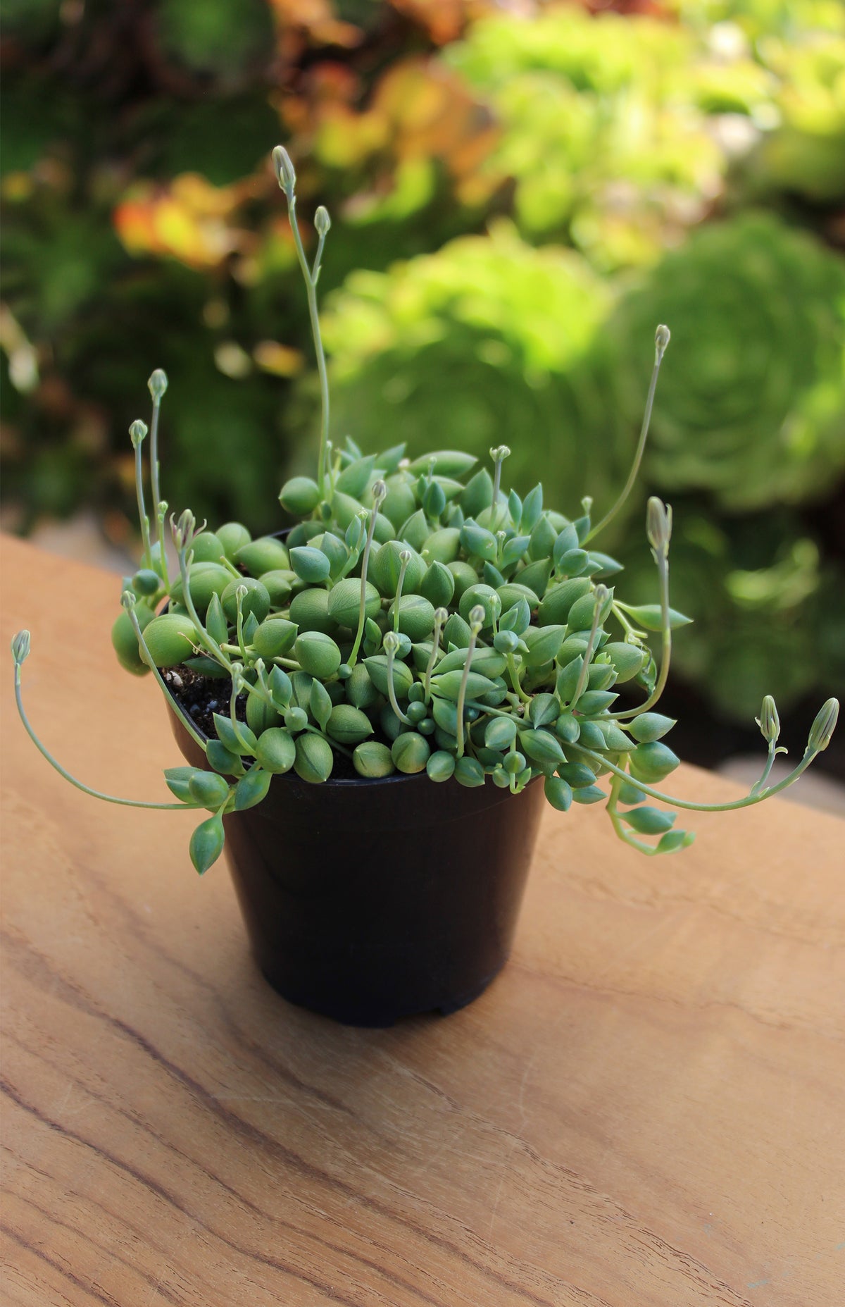 Garden Music Senecio String of Raindrops for Indoor Plant Collection