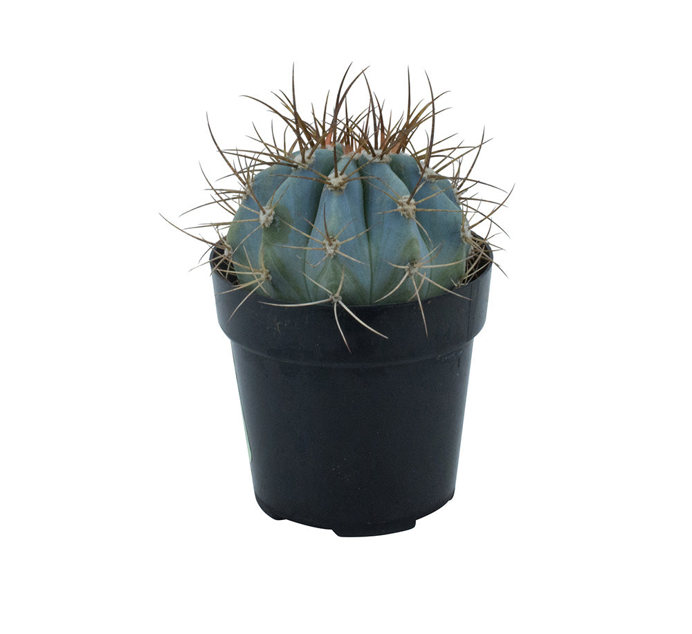 Melocactus azureus “Turk’s Cap Cactus”