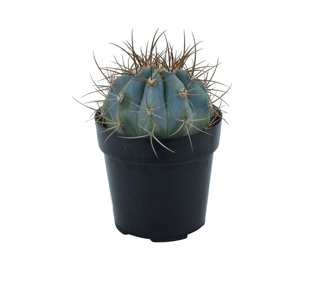 A potted Melocactus azureus 'Turk's Cap Cactus' with a globular blue body and spiky brown and white spines.