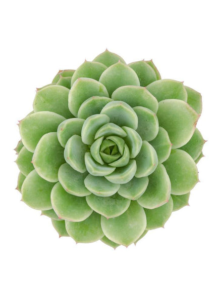 Echeveria ‘Lime n’ Chile’ – Altman Plants - Retail