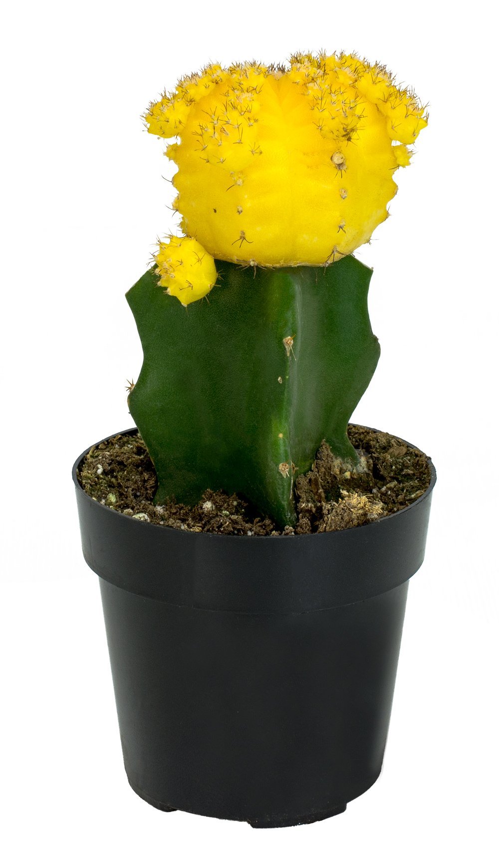 Moon Cactus with vibrant red and green grafted growth