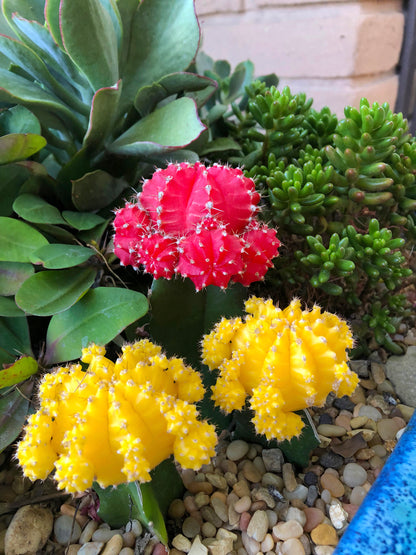 Gymnocalycium mihanovichii ‘Hibotan’ ornamental cactus plant