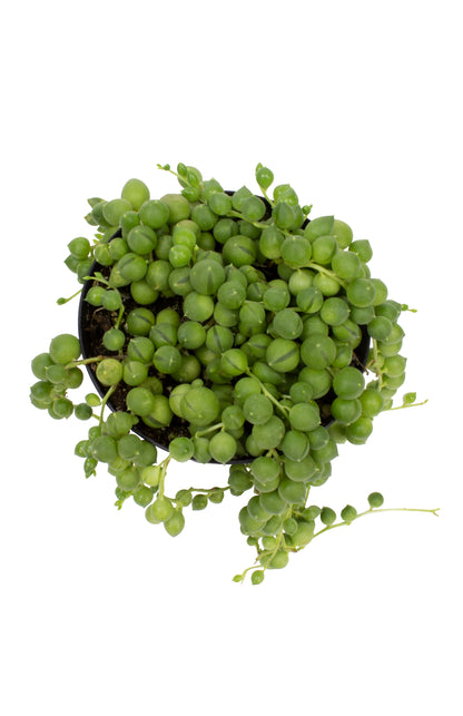 Garden Music String of Pearls live succulent for indoor spaces