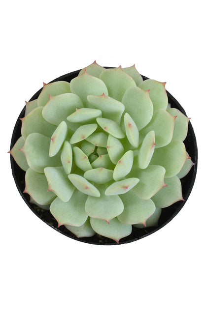Echeveria derenbergii “Painted Lady” rosette succulent plant