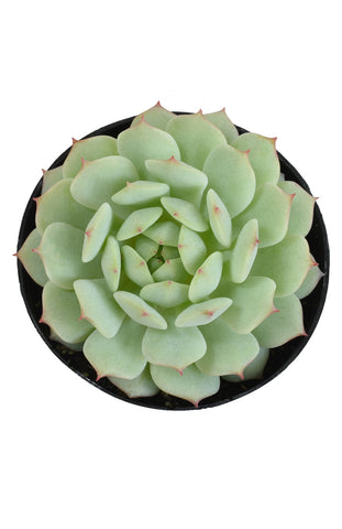 painted lady succulent care Echeveria derenbergii “Painted Lady” – Altman Plants