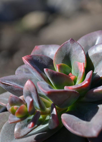 Echeveria Chroma Succulent Plant with Colorful Rosette Foliage