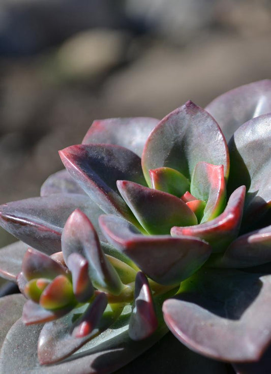 Echeveria Chroma Succulent Plant with Colorful Rosette Foliage