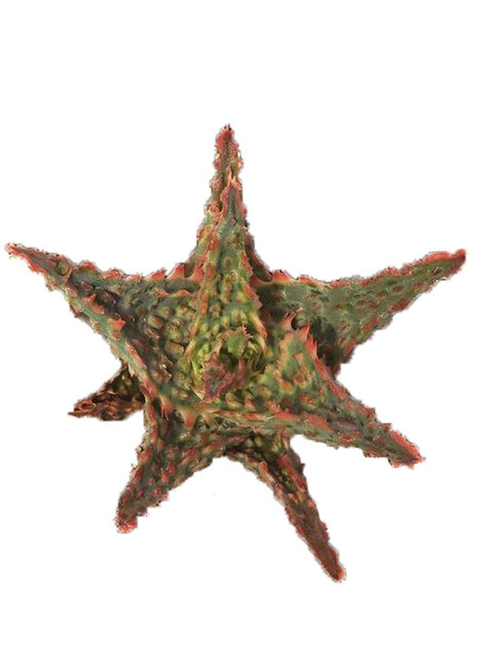 Aloe Oik top