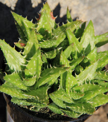 Aloe zanzibarica