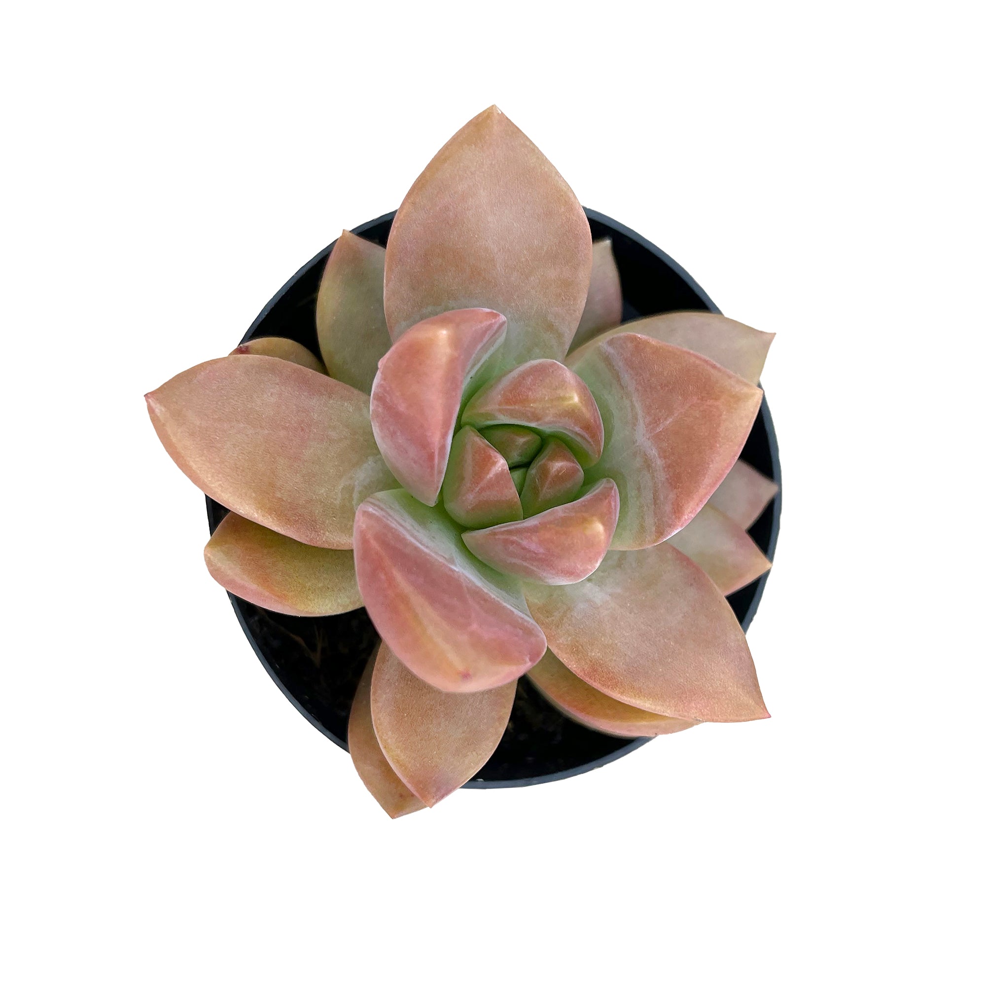 2.5" Graptosedum Copper Glow