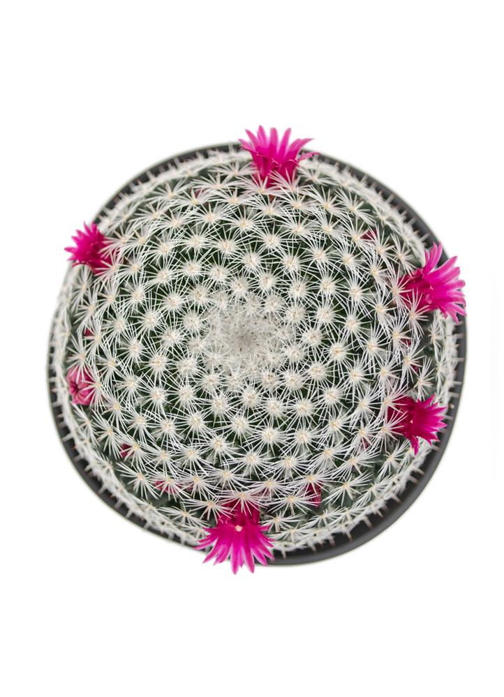 A top view of a Mammillaria elegans cactus with white spines and a central cluster of pink flowers.