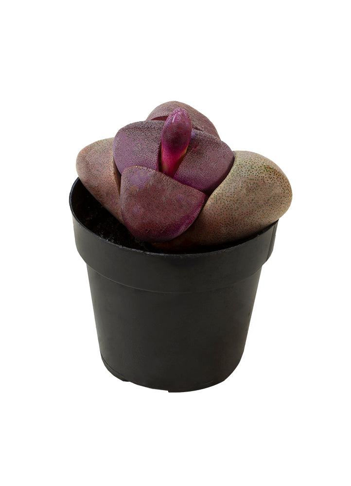 Purple Split Rock succulent with vibrant violet foliage