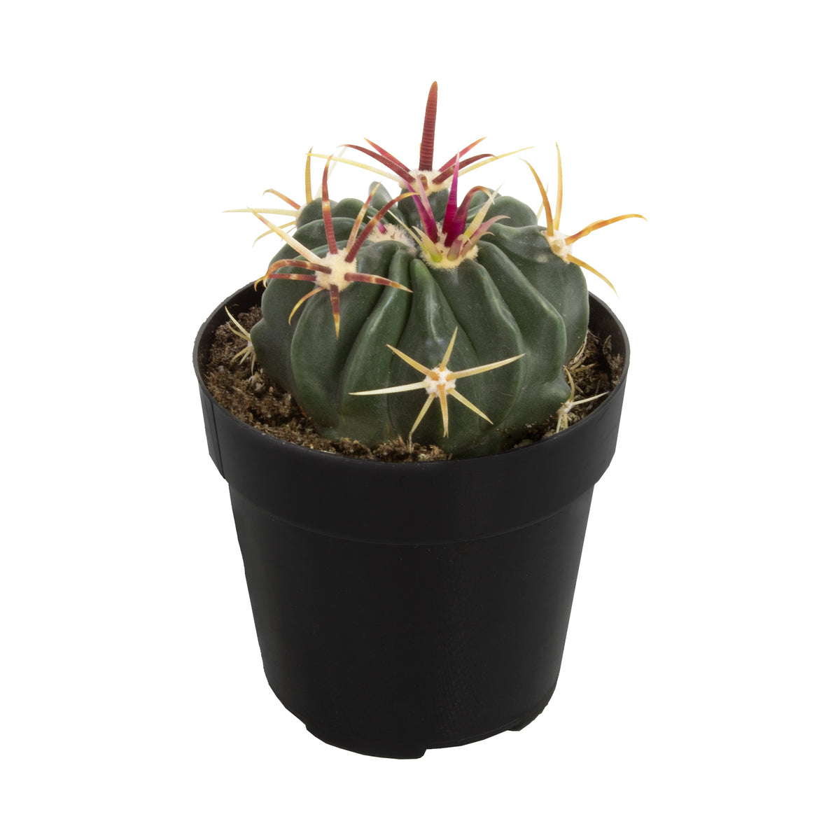 Ferocactus Latispinus Live Cactus with Ribbed Green Body and Curved Spines