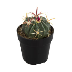 Ferocactus latispinus “Devil’s Tongue Barrel Cactus”