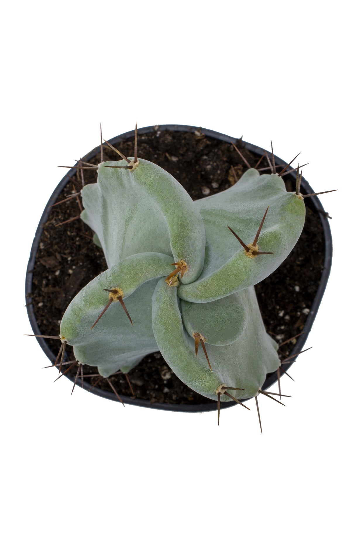 Gray Ghost Organ Pipe Cactus – Unique Columnar Cactus Plant