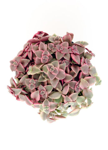 calico cat succulent Crassula marginalis rubra 'Variegata' “Calico Kitten” – Altman Plants