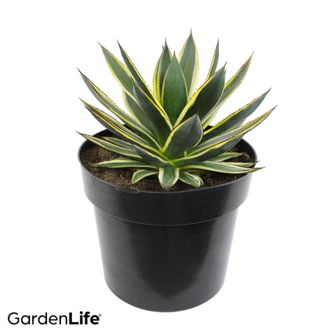 GardenLife™ 10in Sunglow Agave – Altman Plants - Retail GardenLife™ 10in Sunglow Agave – Altman Plants - Retail