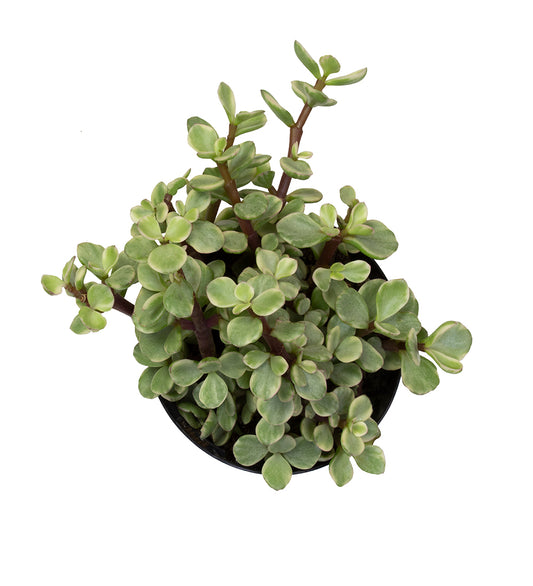 Variegated Elephant Bush with pink-tinted stems and foliage