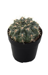 Gymnocalycium baldianum “Chin Cactus” - 2.5