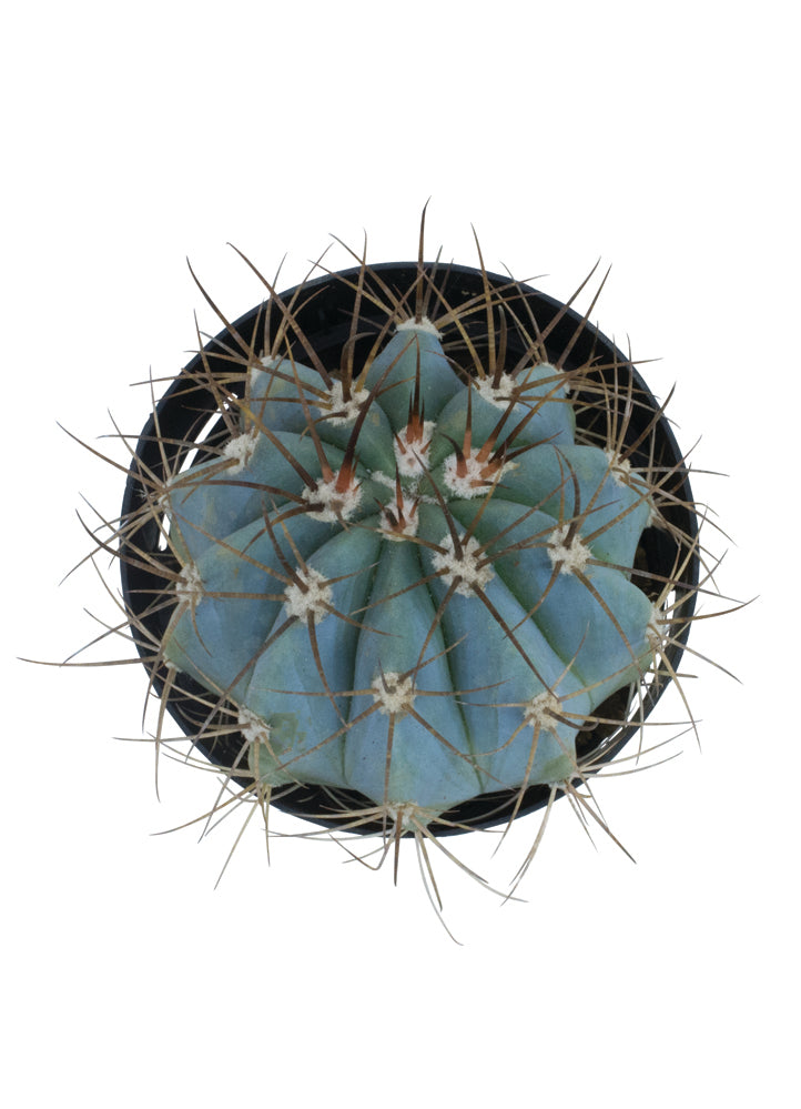 Melocactus Azureus Turk’s Cap Cactus with Blue-Green Ribbed Body