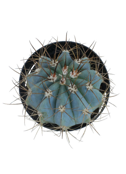 Melocactus Azureus Turk’s Cap Cactus with Blue-Green Ribbed Body