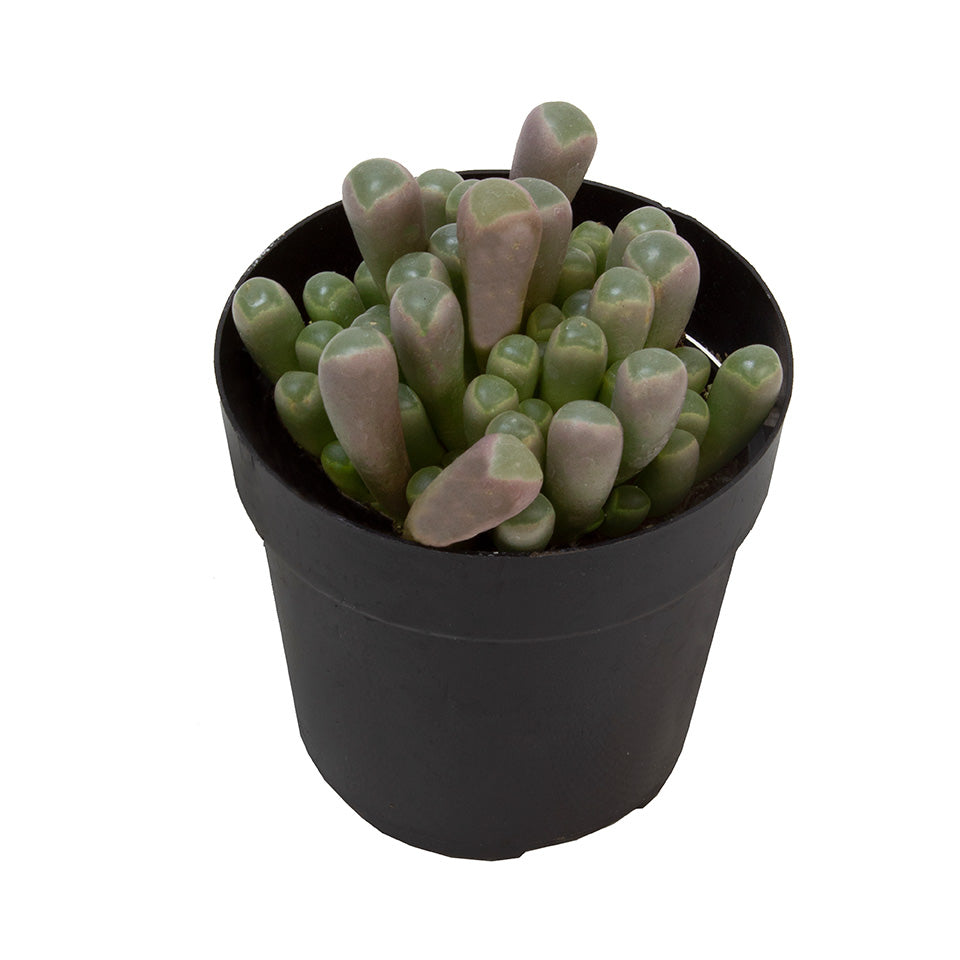 Fenestraria Baby Toes with plump translucent leaves