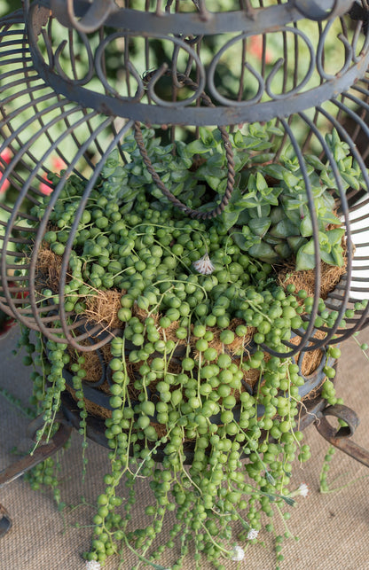 Senecio rowleyanus trailing houseplant for home and office décor