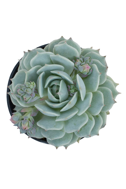 Echeveria derenbergii drought-tolerant succulent for home and office