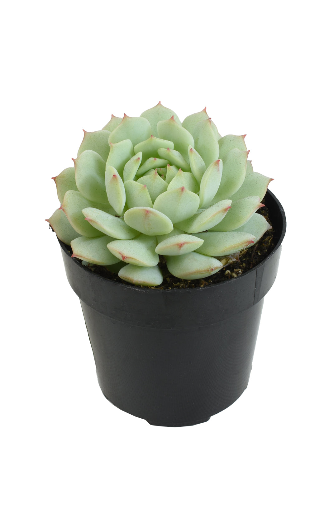 Echeveria derenbergii Painted Lady blue-green succulent