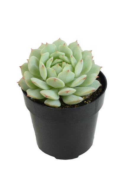 Echeveria derenbergii Painted Lady blue-green succulent