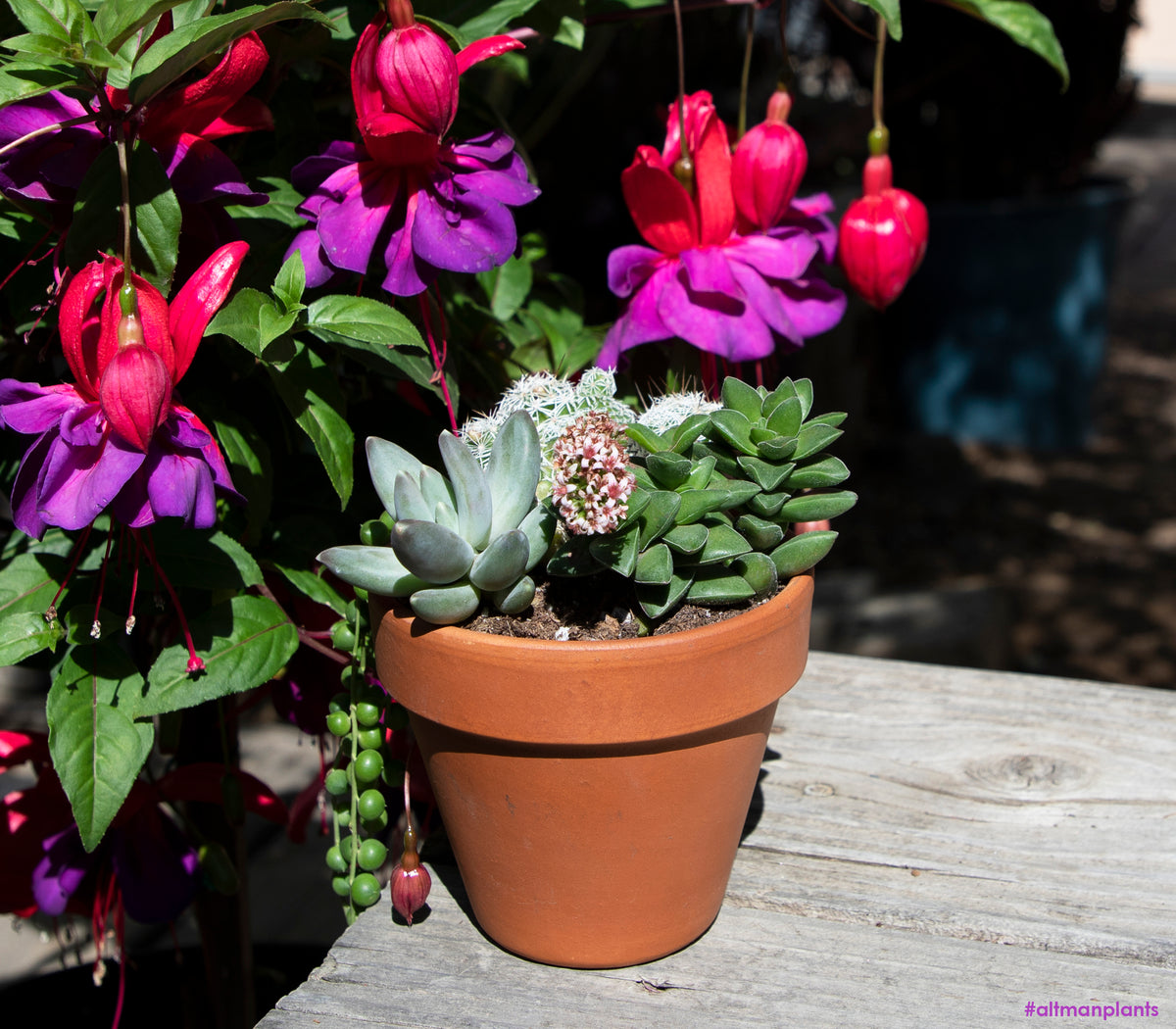 Crassula Springtime Succulent Plant with Compact Green Foliage