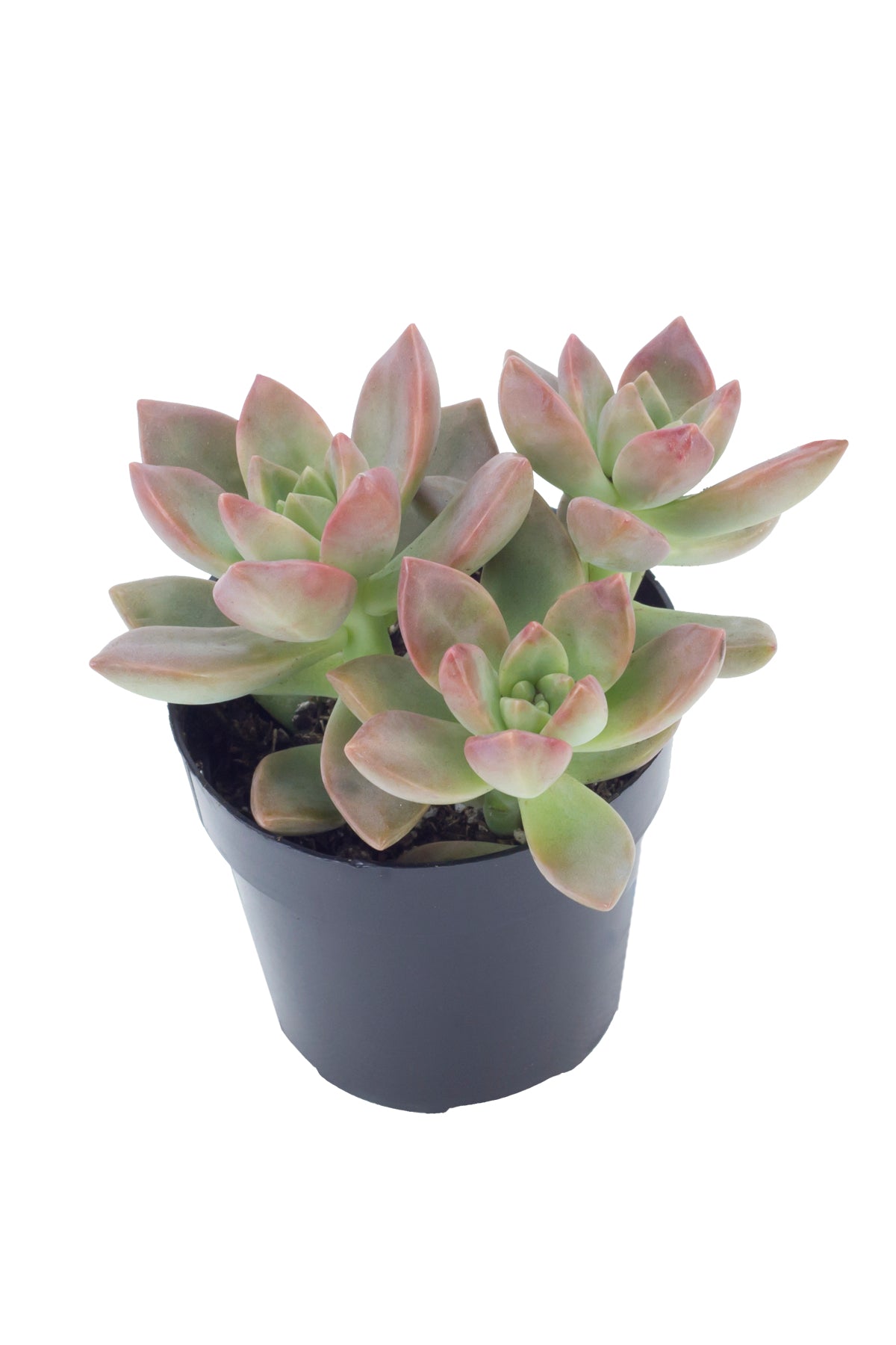 Graptosedum California Sunset – Vibrant Easy-Care Succulent Plant