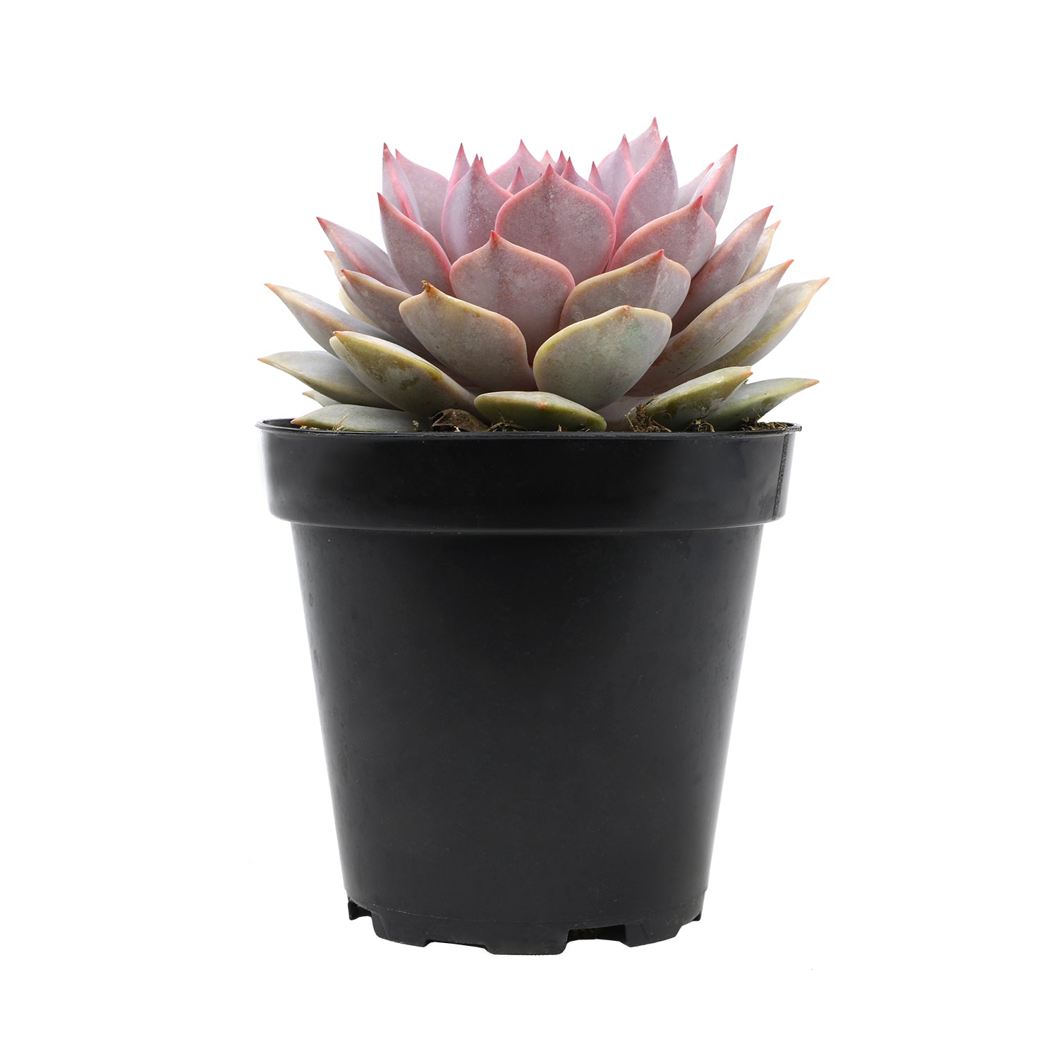 mini diamond succulent Echeveria 'Pink Diamond' PP33,616 - 3.5" – Altman Plants