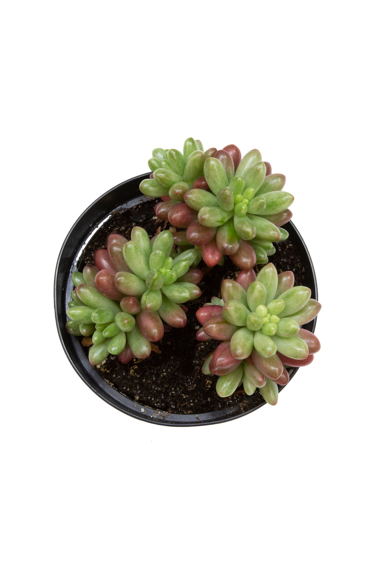 Garden Champions Aurora Sedum with pink and green leaves